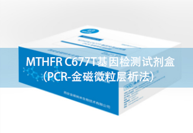 <b> MTHFR C677T基因检测试剂盒</b>